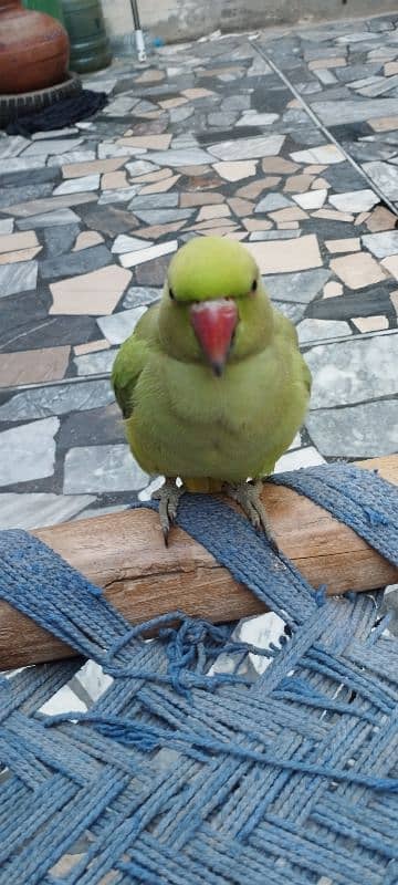 Female parrot, Full handtame, good condition 3