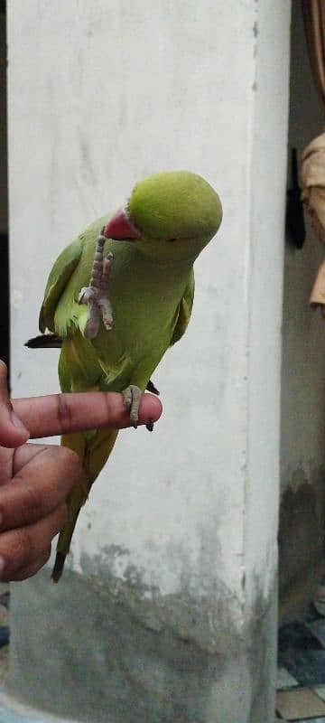 Female parrot, Full handtame, good condition 4