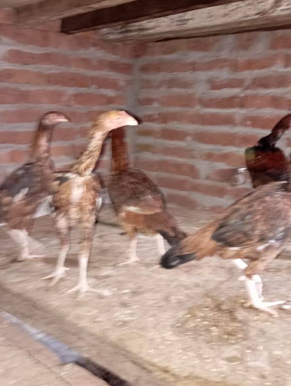 3 months chiks for sale 0