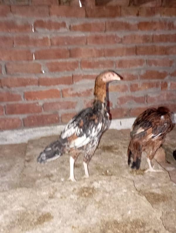 3 months chiks for sale 1