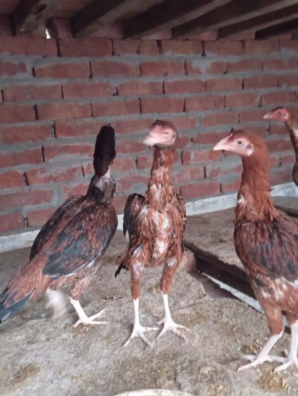 3 months chiks for sale 2