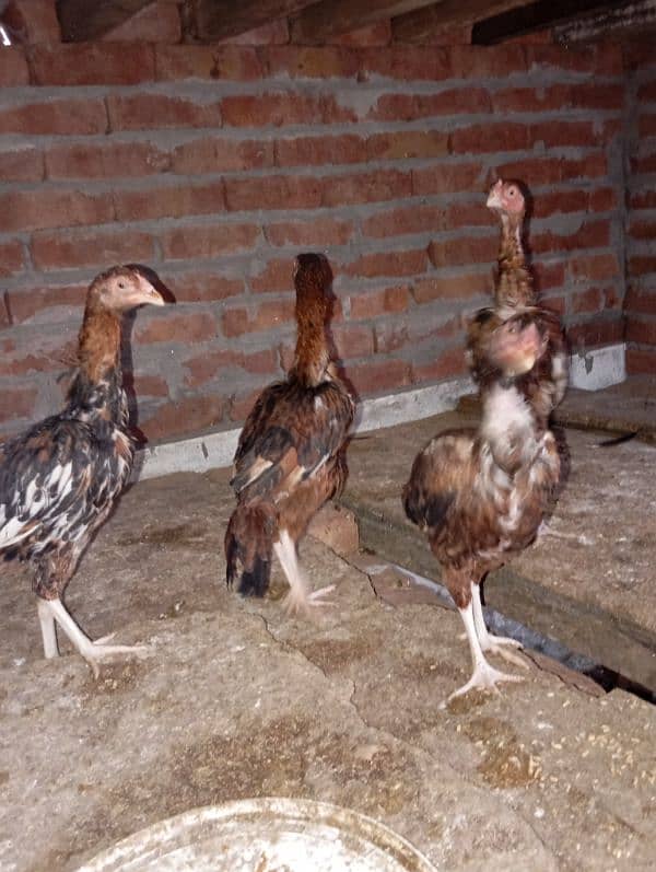 3 months chiks for sale 3