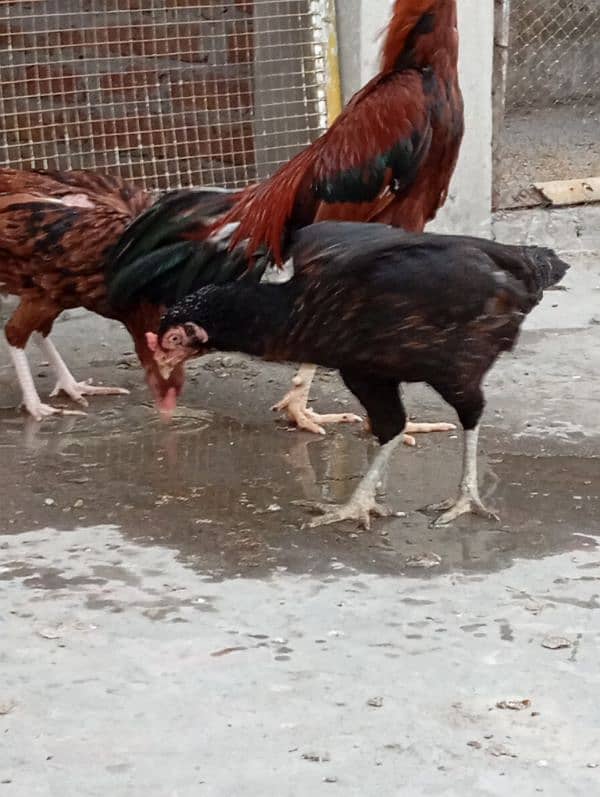 3 months chiks for sale 5