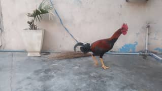 Aseel male hen