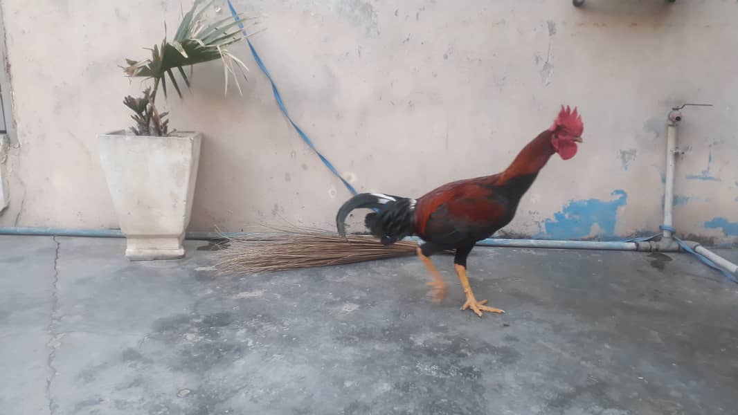 Aseel male hen 0