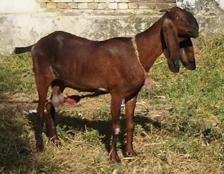 Pure Faisalabadi Bethal Bakri 2