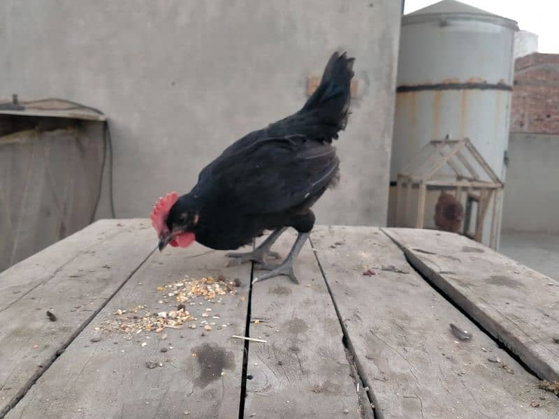 Australorp only male chicks age 55 days 0