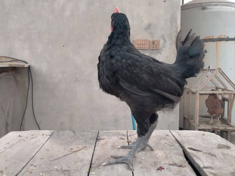 Australorp only male chicks age 55 days 1