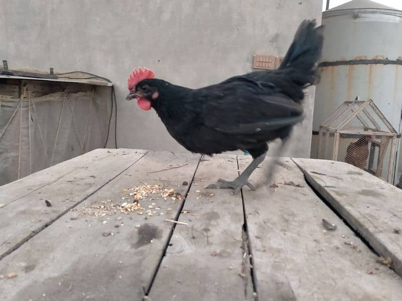 Australorp only male chicks age 55 days 2