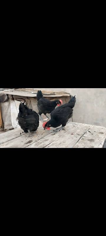 Australorp only male chicks age 55 days 4