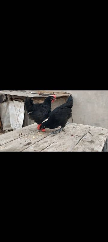 Australorp only male chicks age 55 days 5