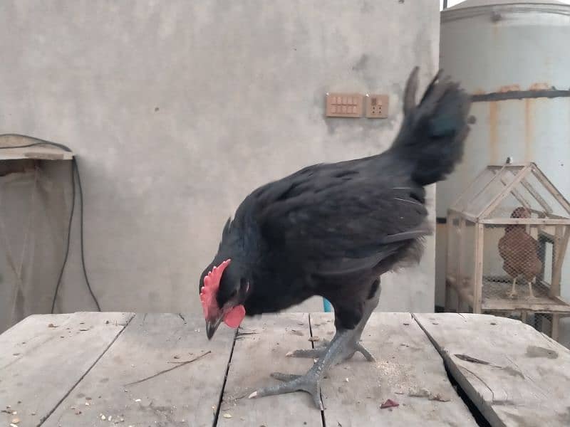 Australorp only male chicks age 55 days 6