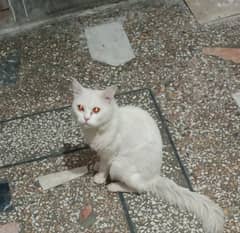 persian cat for sale