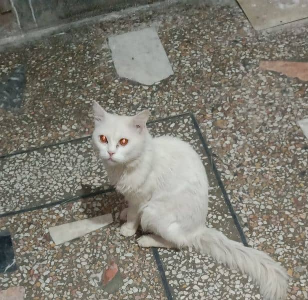 persian cat for sale 0