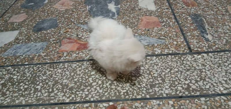 persian cat for sale 2