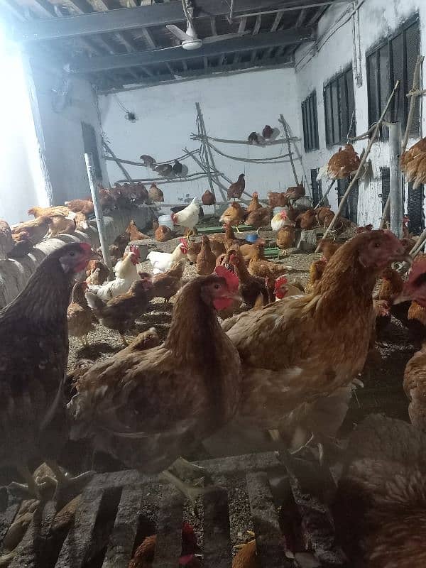 egg wali murgin for sale 0,3,1,1,5,1,2,6,1,0,2,call and WhatsApp numbe 2