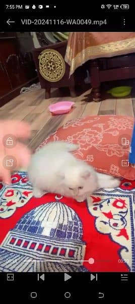 Persian cat for sale male or female my WhatsApp03230097122 1