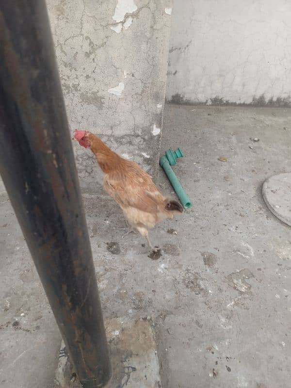 Egg Laying Hens 3