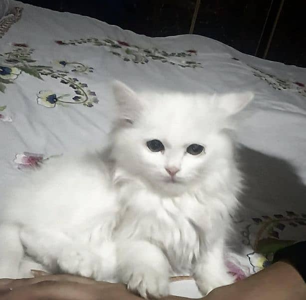 white Persian cat 1