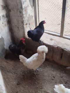 polish bantam buff breed k liy tyar han