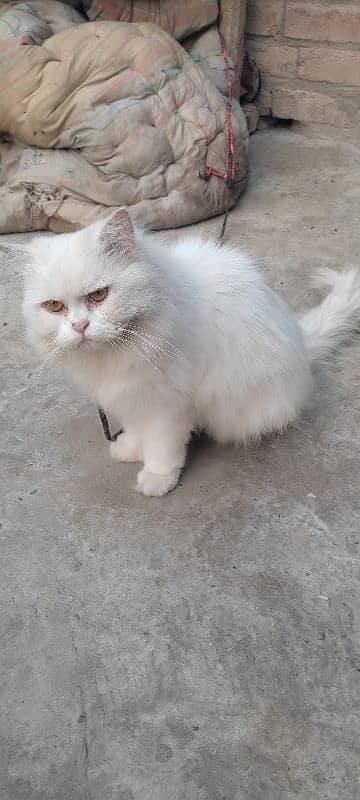 withe persian cat 0