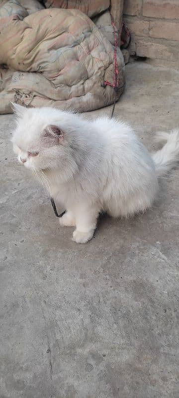 withe persian cat 1