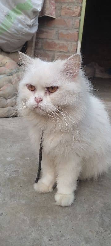 withe persian cat 2