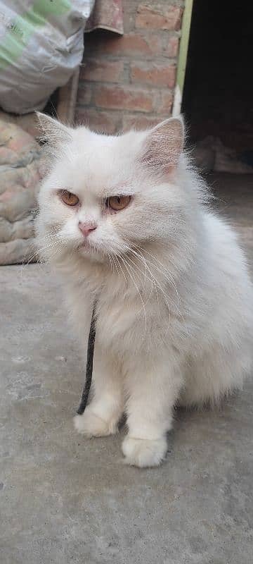 withe persian cat 3