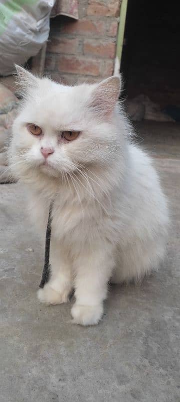 withe persian cat 4