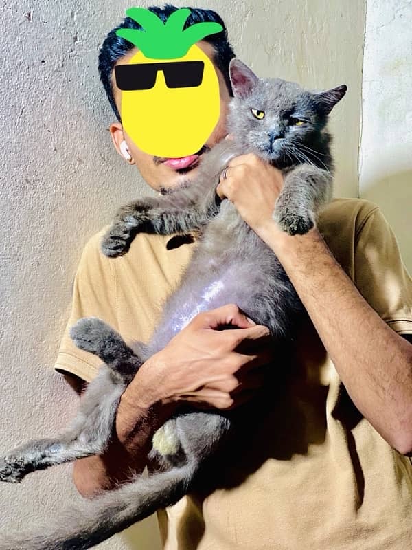 Russian Grey Cat 0