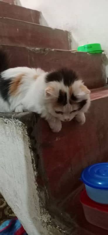 persian female kitten 0