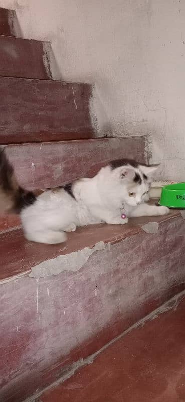 persian female kitten 1