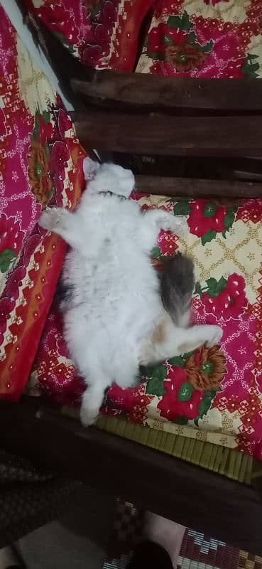 persian female kitten 2