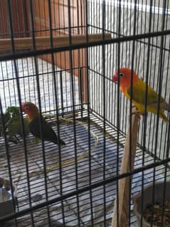 lovebird breeder pair