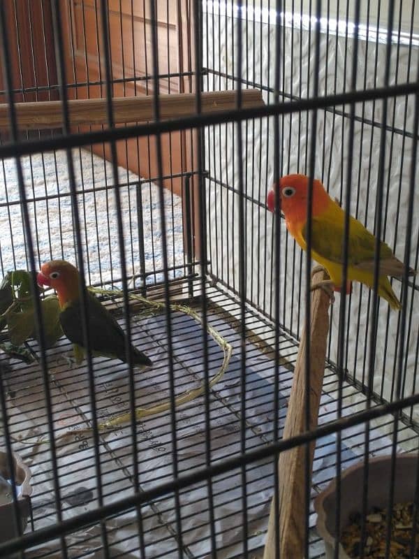 lovebird breeder pair 1