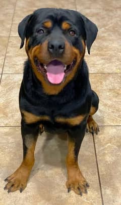 very tamed rottweiler for sale in very very reasonable price