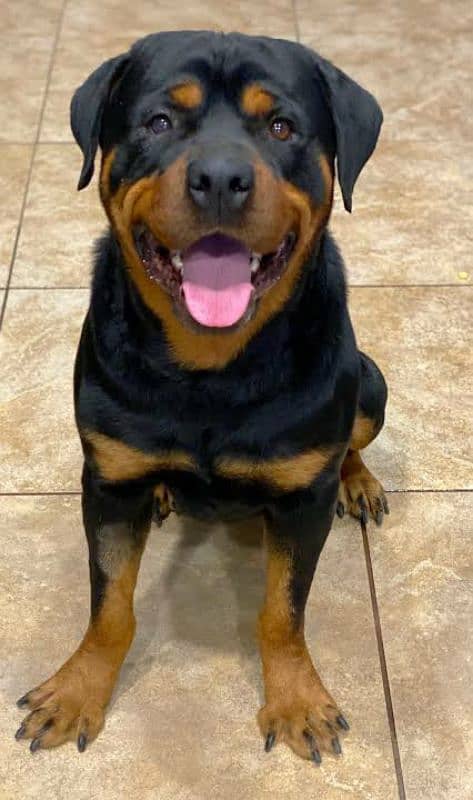 very tamed rottweiler for sale in very very reasonable price 0