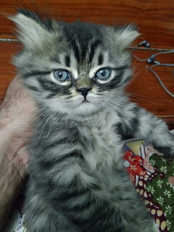 This Kitten for sale now 0