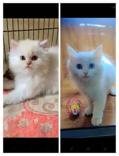 cat for sale male or female my WhatsApp03064991283