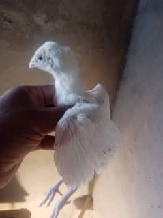 Heera Chicks For Sale