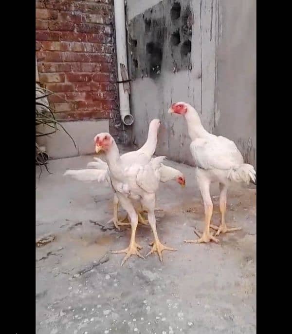 Very Top Quality Bird White king Oh Shamo Patha Pathiya for sale 0