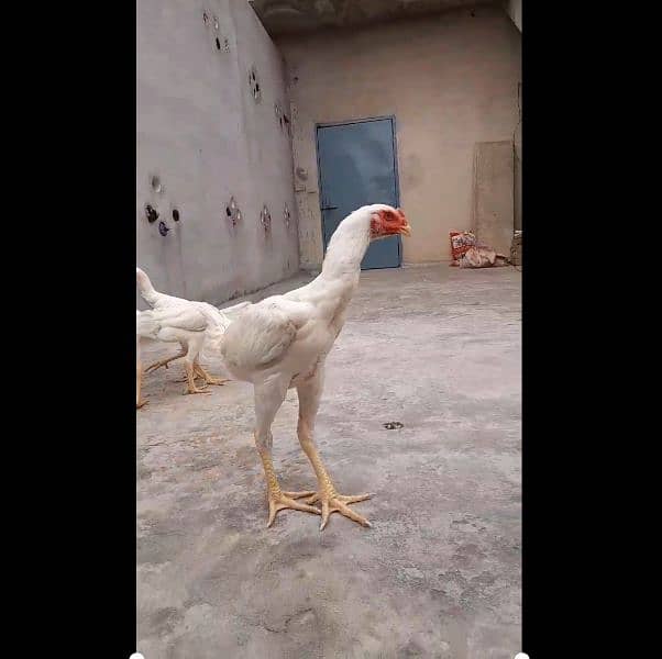 Very Top Quality Bird White king Oh Shamo Patha Pathiya for sale 1