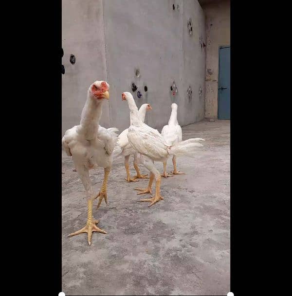 Very Top Quality Bird White king Oh Shamo Patha Pathiya for sale 2