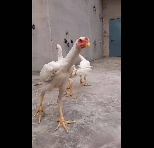 Very Top Quality Bird White king Oh Shamo Patha Pathiya for sale 3