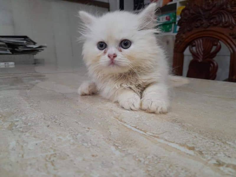 Persian kitten for urgent saleMy WhatsApp number 03473694899 2