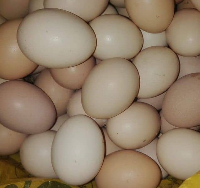 Desi egg ghar k ha 1