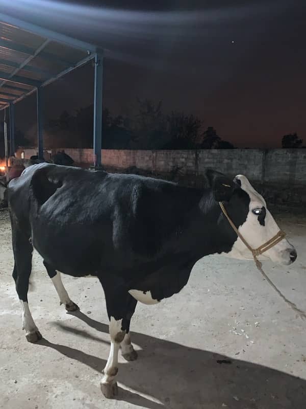 holistine fresion cow for sale 0