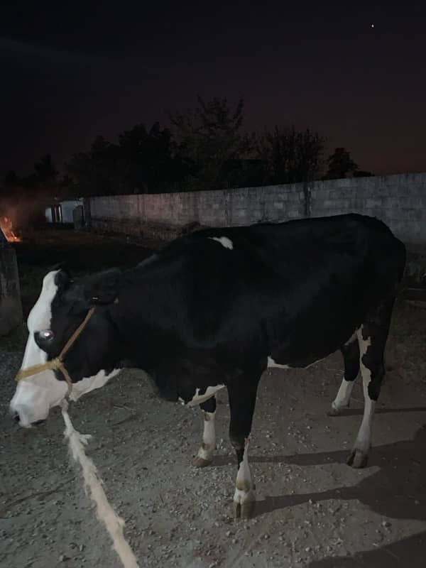 holistine fresion cow for sale 1