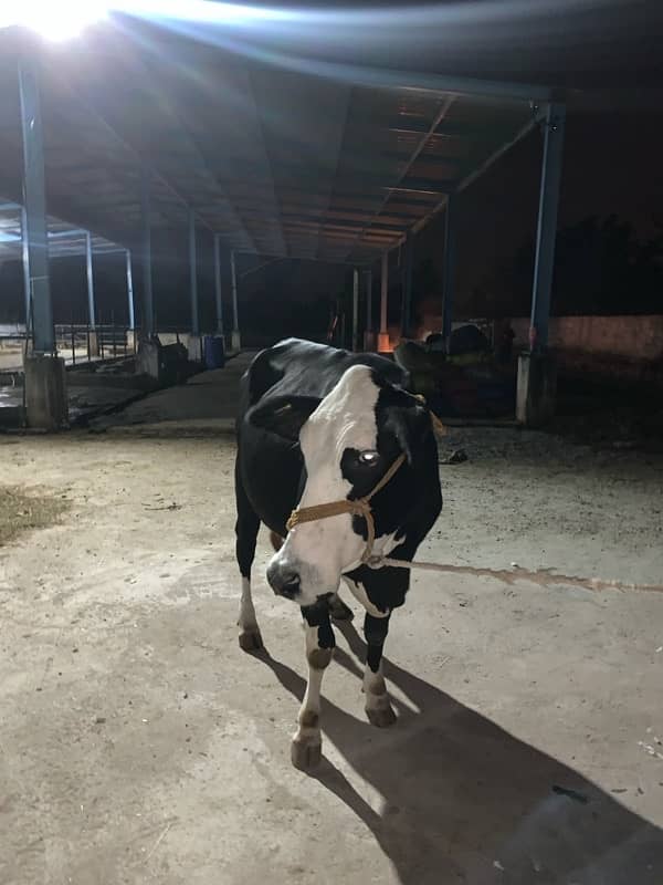 holistine fresion cow for sale 2