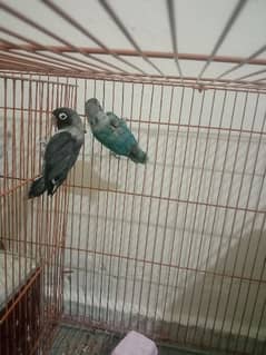 love birds breeder male and pairs